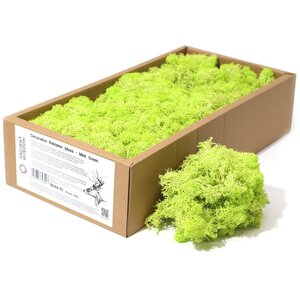 Decorative Mint Green Reindeer Moss