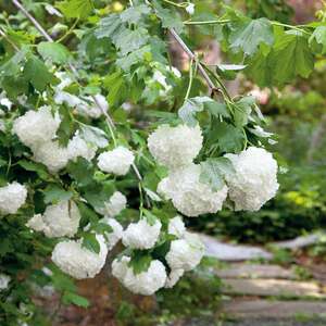 Marshalls Garden Viburnum opulus 'Roseum' (Sterile)