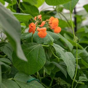 Marshalls Garden Enorma Runner Bean Seeds, Long Red Pods up to 50 cm, Pack of 50
