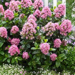 Marshalls Garden Escallonia Leavis 'Pink Elle' Compact Evergreen Shrub 9cm Plant