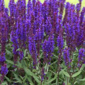 Marshalls Garden Salvia 'Salvatore Blue' bedding plant