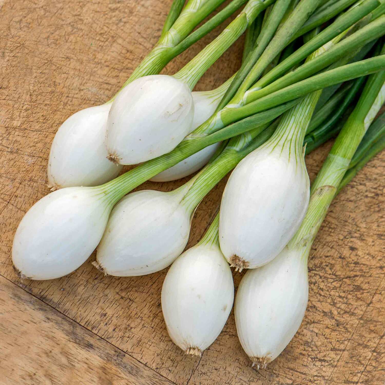 Marshalls Garden Organic Climbing French Bean Cobra Seeds - Pack of 25 - RHS Award of Garden Merit - Green