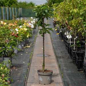 Apple 'McIntosh' columnar