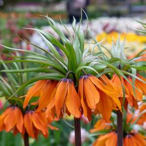  shot 15199064
