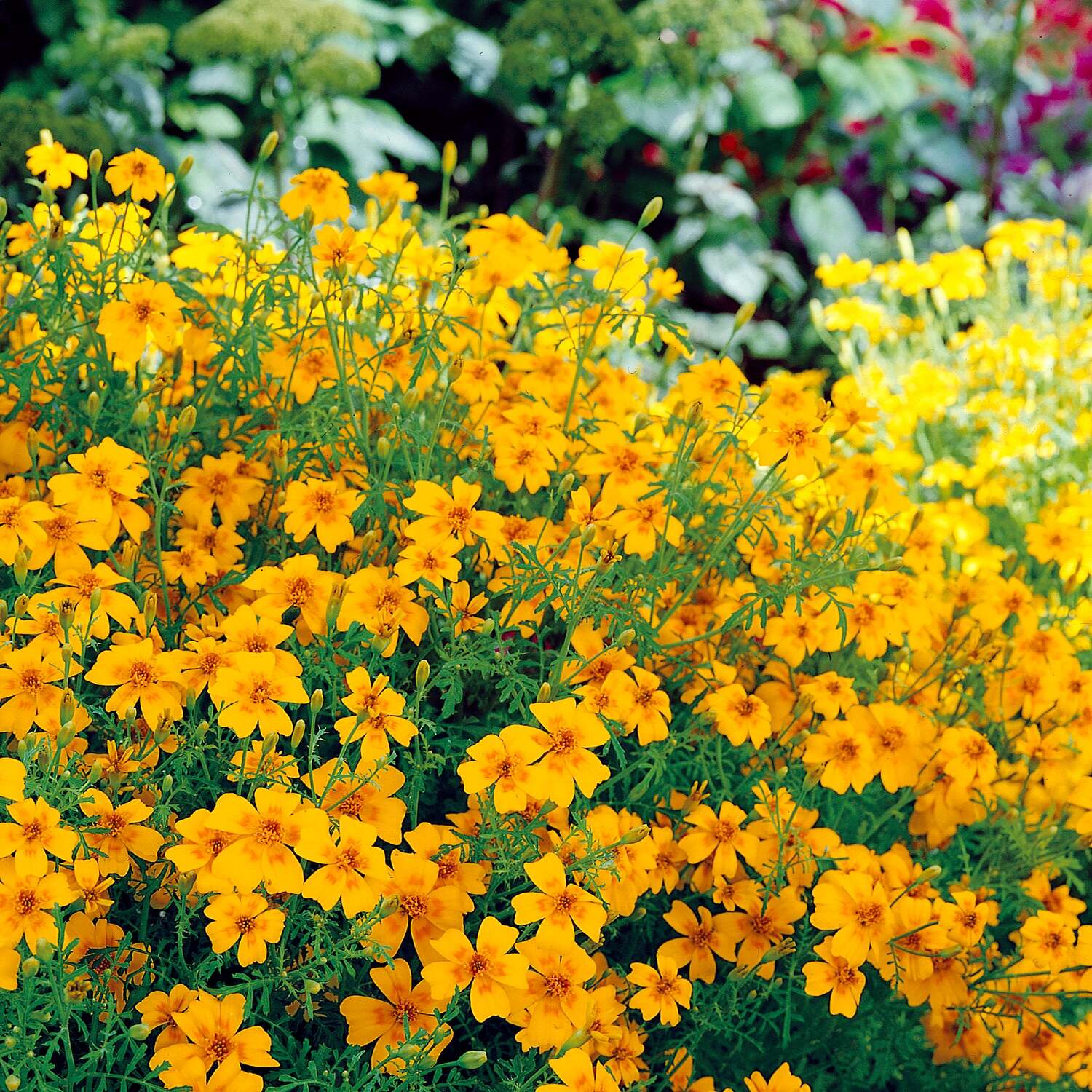 Unwins Tagetes Tenuifolia Seeds 'Golden Gem' - Yellow