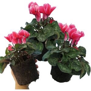 Plants By Post Cyclamen Rouge Flame Flowering Outdoor Plants 1Ltr Pots
