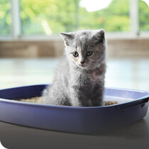 Kitten Litter, Trays & Loos