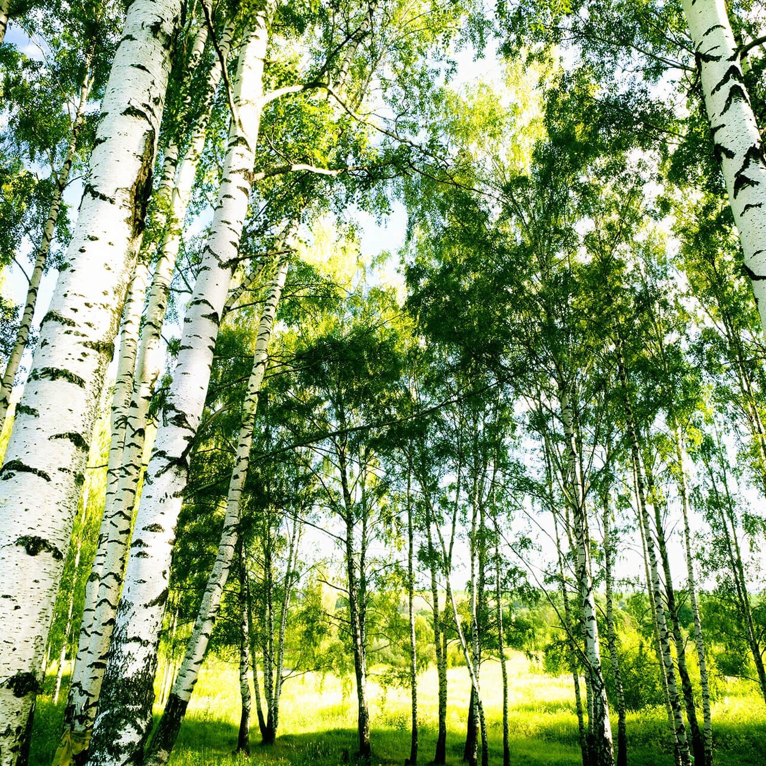 Sunshine Forest Wall Mural - Green