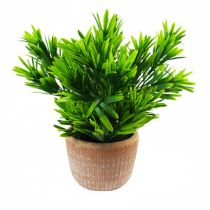 Terracotta Pot Honey Plant