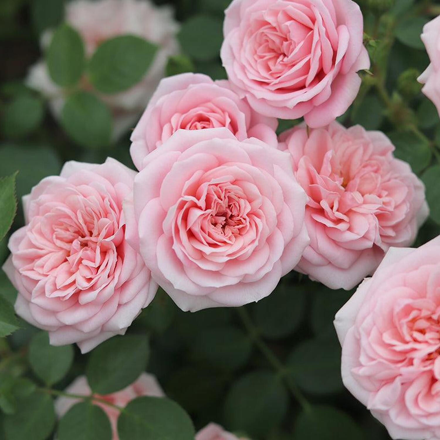 Special Friend 5.5L Pot Soft Pink Patio Rose