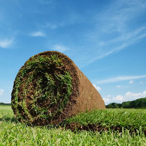 Rolawn Medallion Premium Lawn Turf