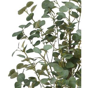 Leaf Design Eucalyptus Trees