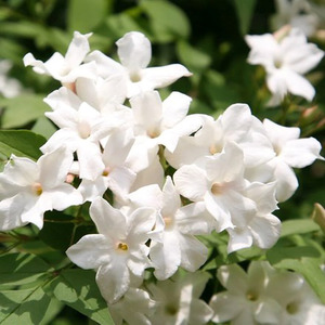 Jasminum Officinale Jasmine White Flowering Vine Climbing Plant