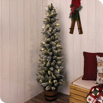 Slim Christmas Trees 