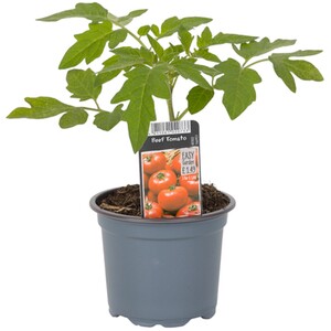 Aubergine Eggplant Plant