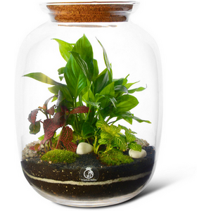 Large DIY Closed Terrarium Kit with Live Plants and Glass Jar
