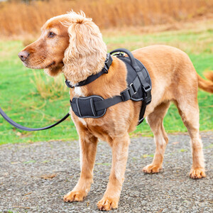Explorer Harness