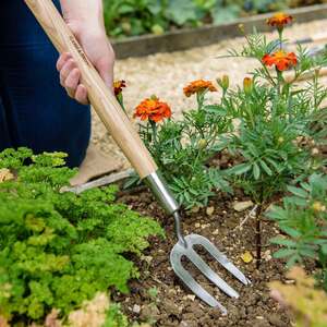 Kent & Stowe Stainless Steel Border Hand Fork, Ash Handle, 58.5cm Midi