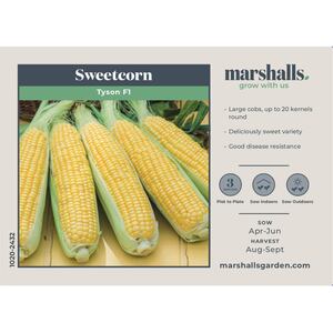 Marshalls Garden Sweetcorn 'Tyson' F1 - 30 Seeds