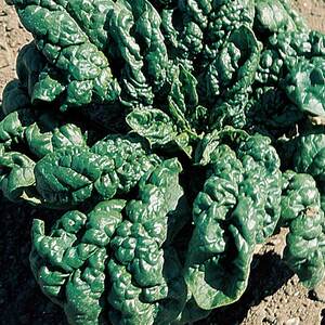 Marshalls Garden Organic Spinach Seeds 'America' - Bolt-Resistant, High-Yield