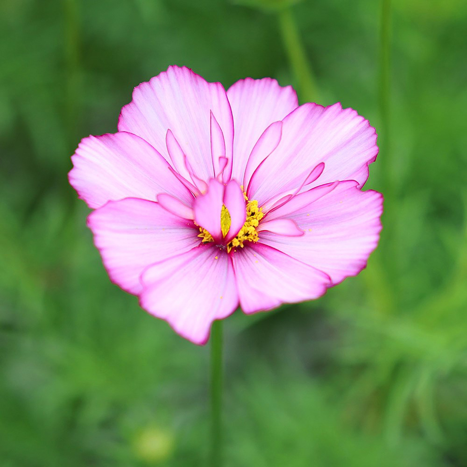 Plant Theory Set Of 3 Fizzy Rose Picotee Bedding Plant Cosmos Bipinnatus In 9Cm Pots - Pink