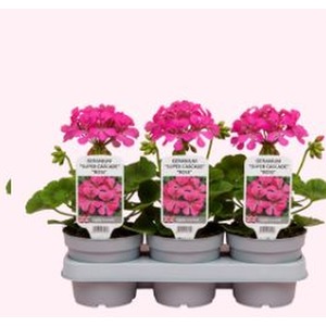 Geranium Super Cascade Rose - 3 Potted Plants