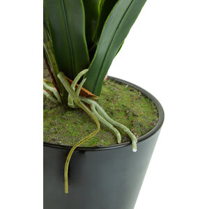 Fiori White Tropical Plant in Black Pot
