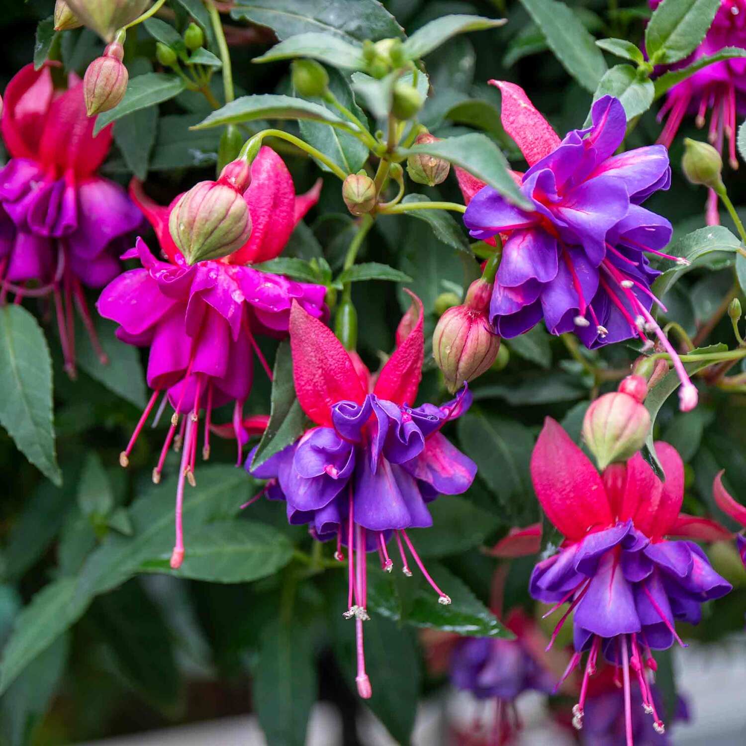 Marshalls Garden Fuchsia Standard 'Winston Churchill' - Purple
