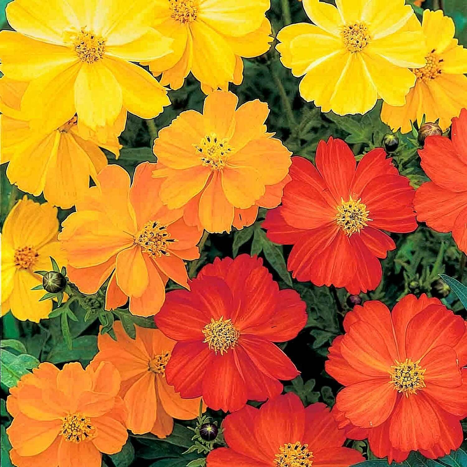 Unwins Cosmos Seeds 'Millennium' - Green