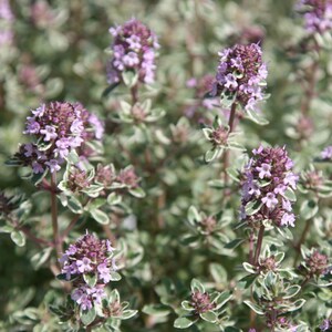 Set of 3 Thyme Silver Posie Thymus 9cm Pot Herb Garden Plant