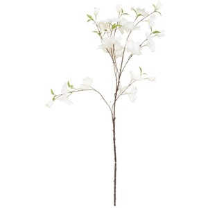 Delicate Dogwood Branch