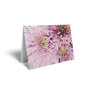 Spray Pink Chrysanthemum Folded Card 125 Pack