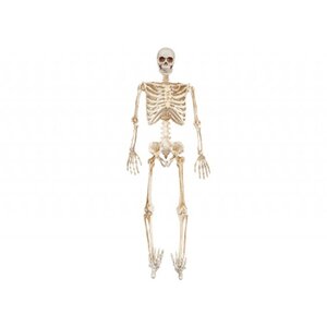 Full Skeleton with LED Eyes Cream