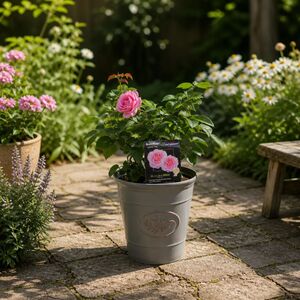 Plants By Post 3L Mum In A Million Pink Rose Bush B