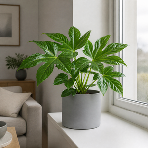 Plants By Post Fatsia Paper Plant