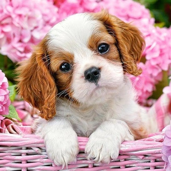 Cavalier Puppy Diamond Painting Kit