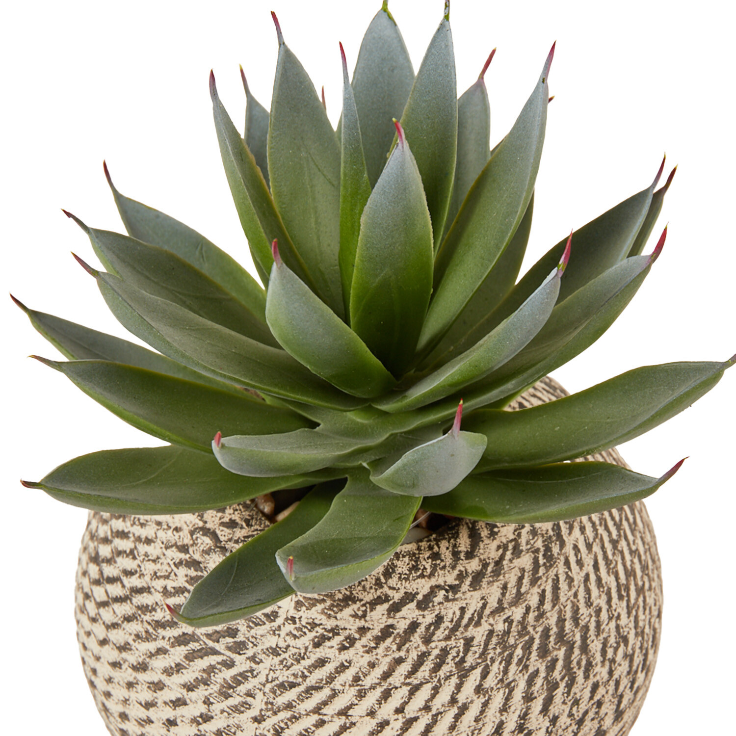 Aloe - Non-Flowering - Plants & Garden Flowers - Garden Center - The Home Depot