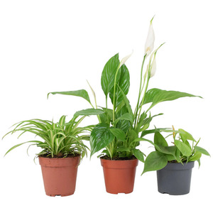 Bathroom Houseplant Set 3x 12cm Pots - Peace Lily Spider Philodendron