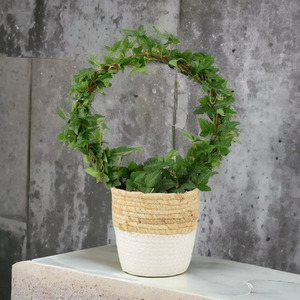 Hedera Ivy Hoop in 12cm Pot - Indoor Air Purifying Houseplant
