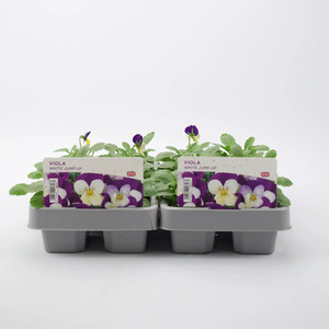 Viola White Jump Up Garden Bedding Plants - 12 Garden Ready Plants