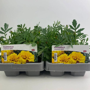 Marigold French Bee - 12 Plants Summer Bedding in 2 x 6 Packs