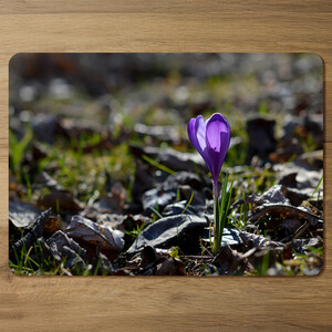 autumn flower bloom in nature Designer Placemat Set