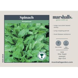 Perpetual Spinach Seeds - RHS AGM, High-Yield, Fast-Growing, 300 Seeds