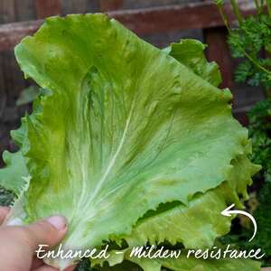 Iceberg 'Barcelona' Lettuce Seeds