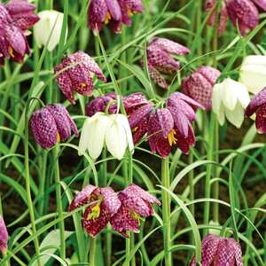  shot 15200319