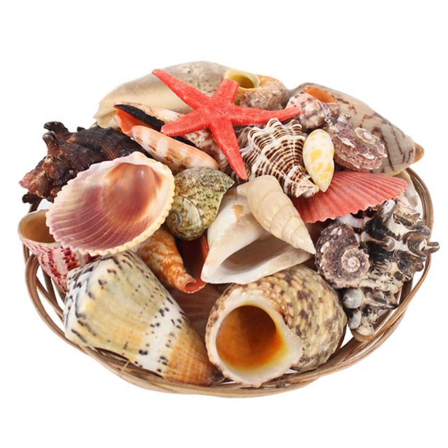 Image of 6 Inch Natural Sea Shell Basket&hellip;