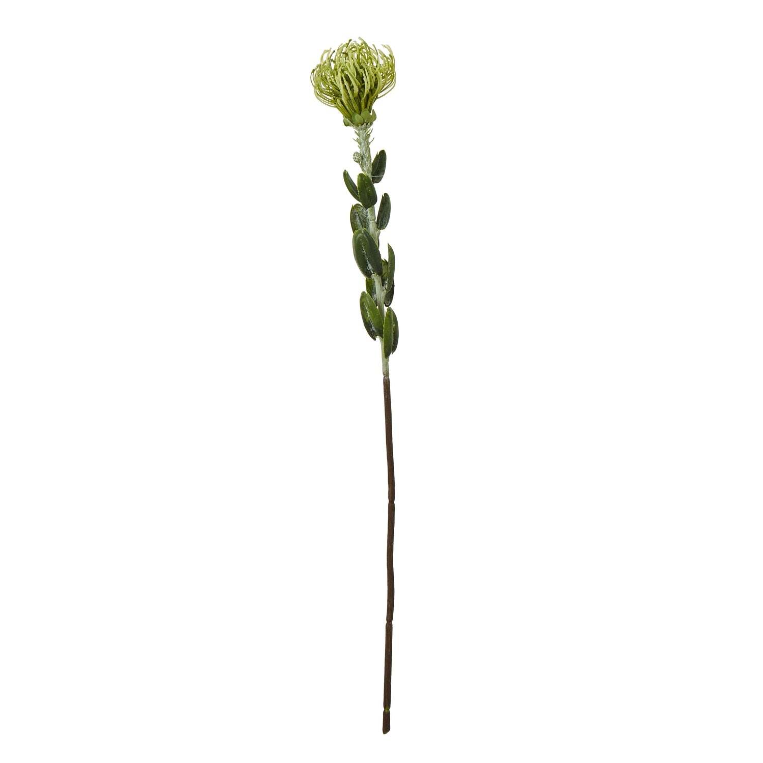 - Green Pincushion Protea Spray - Image 2