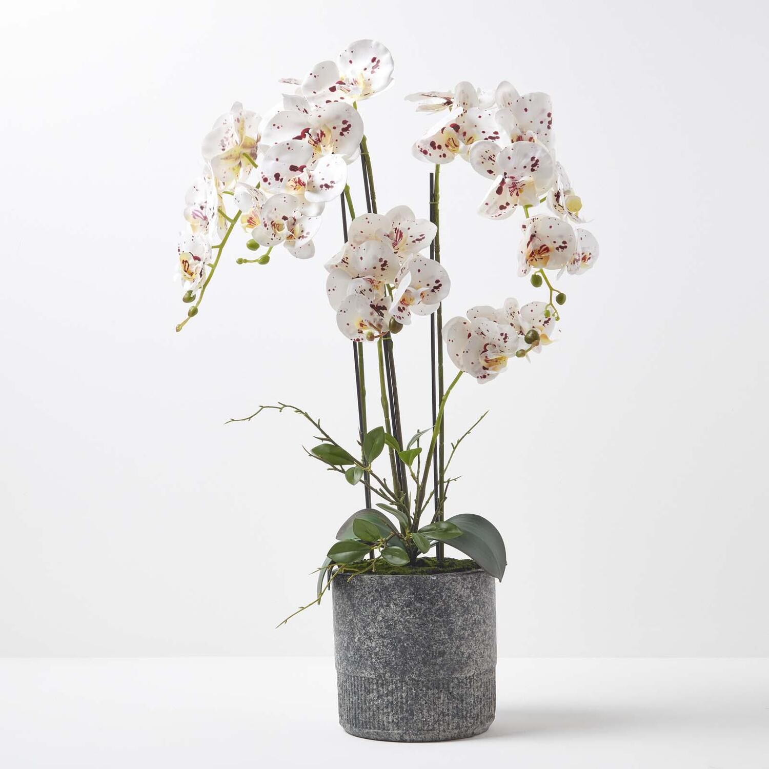 Homescapes White Orchid 82 cm Phalaenopsis in Cement Pot Extra Large, 5 Stems - White