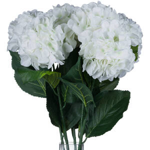 Small Head Hydrangea