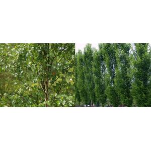 Betula Fastigiata Tree, 6ft, 12L Pot by Directplants